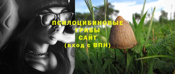 прущие грибы Абаза